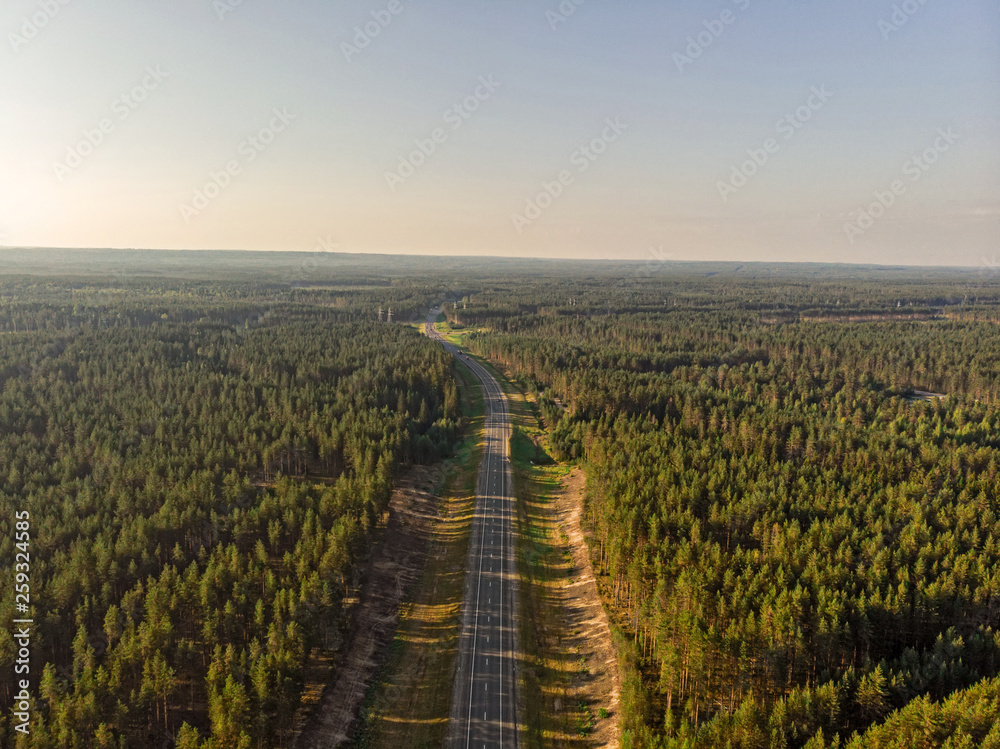 Road in the green forest in summer