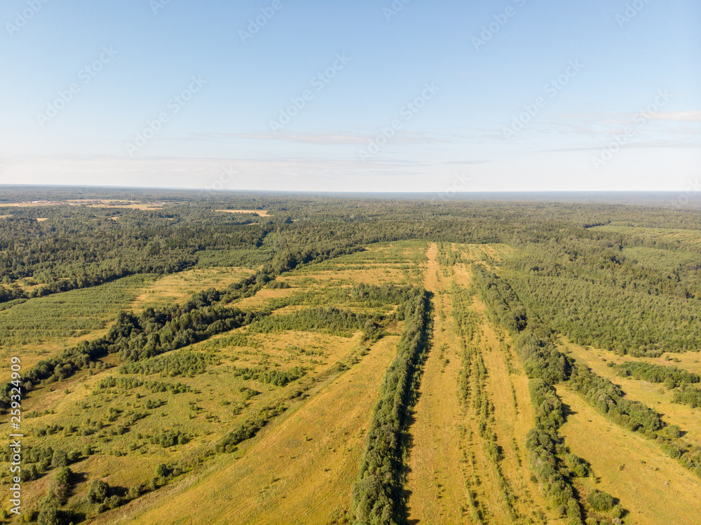 Naklejka premium View of the summer forest from the drone