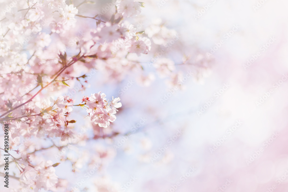 Cherry blossoming tree. Pink sakura flowers