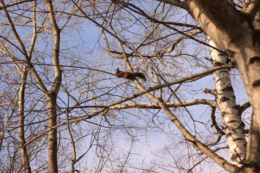 Eichhörnchen Eichhörnchen