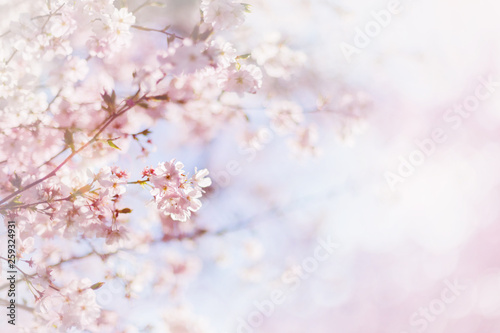 Cherry blossoming tree. Pink sakura flowers © nnattalli