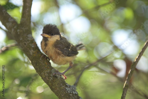 bird on a branch