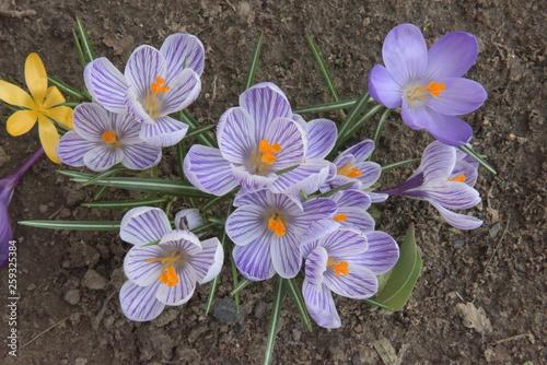 violet flowers