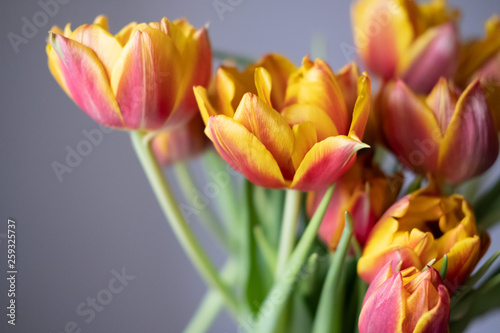 Close-up bouquet of red and orange tulips. Lifestyle casual photo.