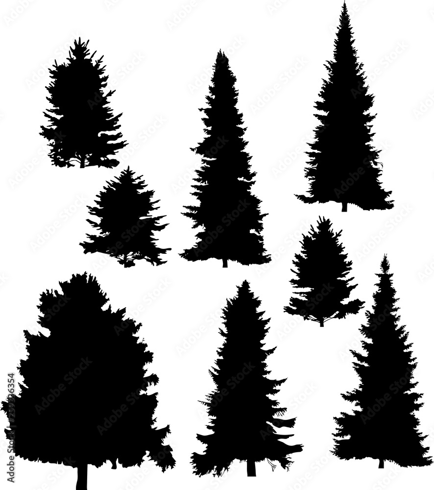 eight fir tree silhouettes isolated on white eight fir tree silhouettes isolated on white