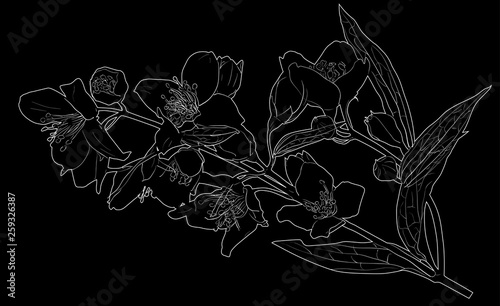 spring branch of white jasmine outline