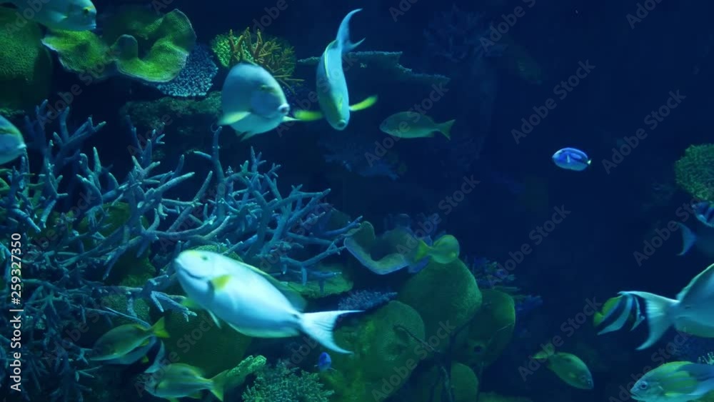 School of fish of various species swimming in clean blue water of large aquarium. Marine underwater tropical exotic life natural background. School of fish of various species swimming in clean blue water of large aquarium. Marine underwater tropical exotic life natural background.