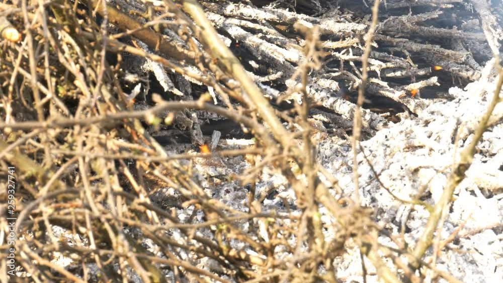 Burning bushes in a forest area Burning bushes in a forest area