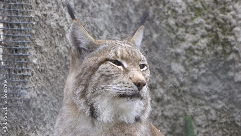 Big wild predatory cat lynx, bobcat Big wild predatory cat lynx, bobcat