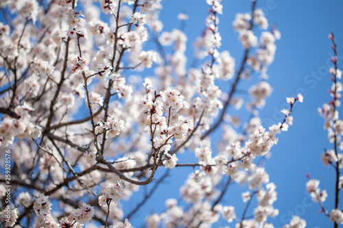 Spring flowers. Branches of flowering apricot against the blue sky. White blossom. Spring background.