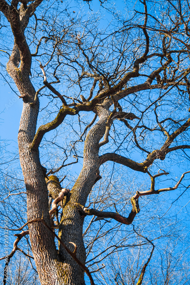 Big old oak tree against blue sky background in early spring Big old oak tree against blue sky background in early spring