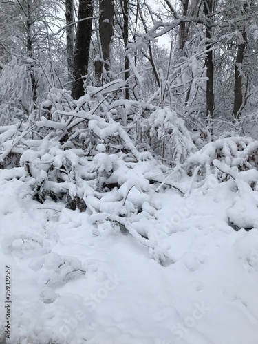 First Snowfall in my backyard