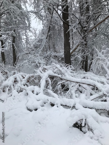 First Snowfall in my backyard