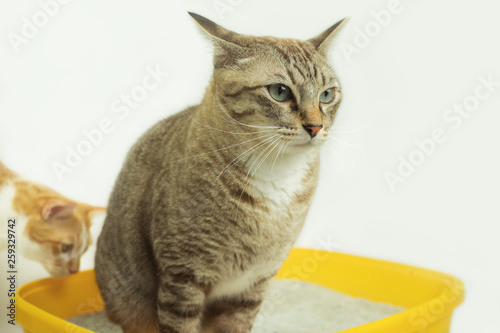 The excretion of cats is routine daily.