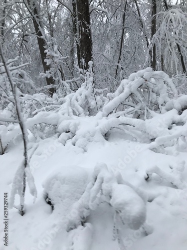 First Snowfall in my backyard