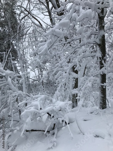 First Snowfall in my backyard