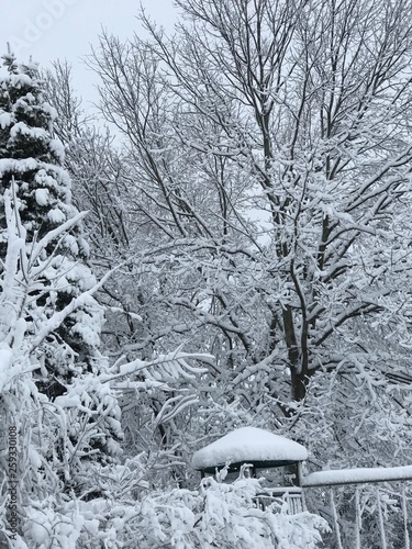 First Snowfall in my back yard