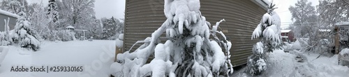 Snowfall in my backyard.