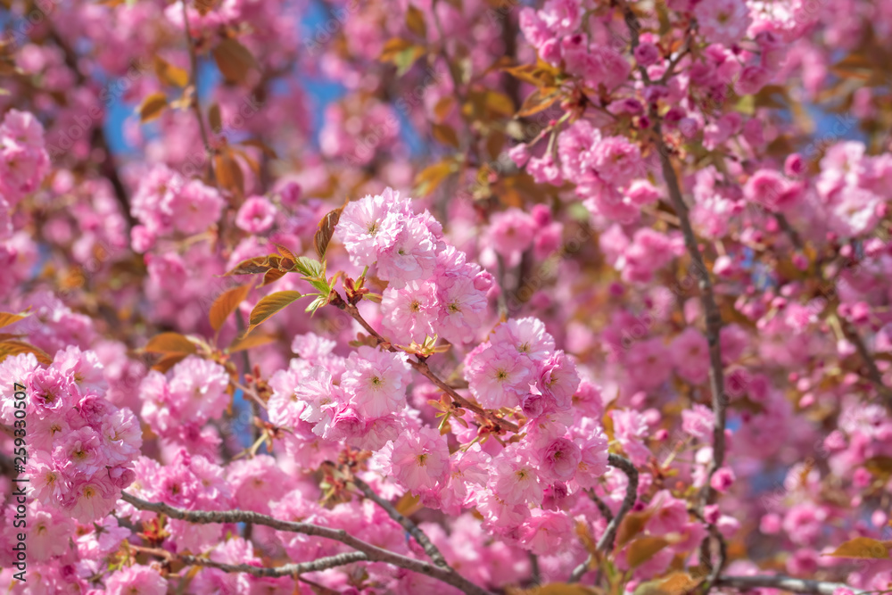 Springtime background with pink blossom. Springtime background with pink blossom.