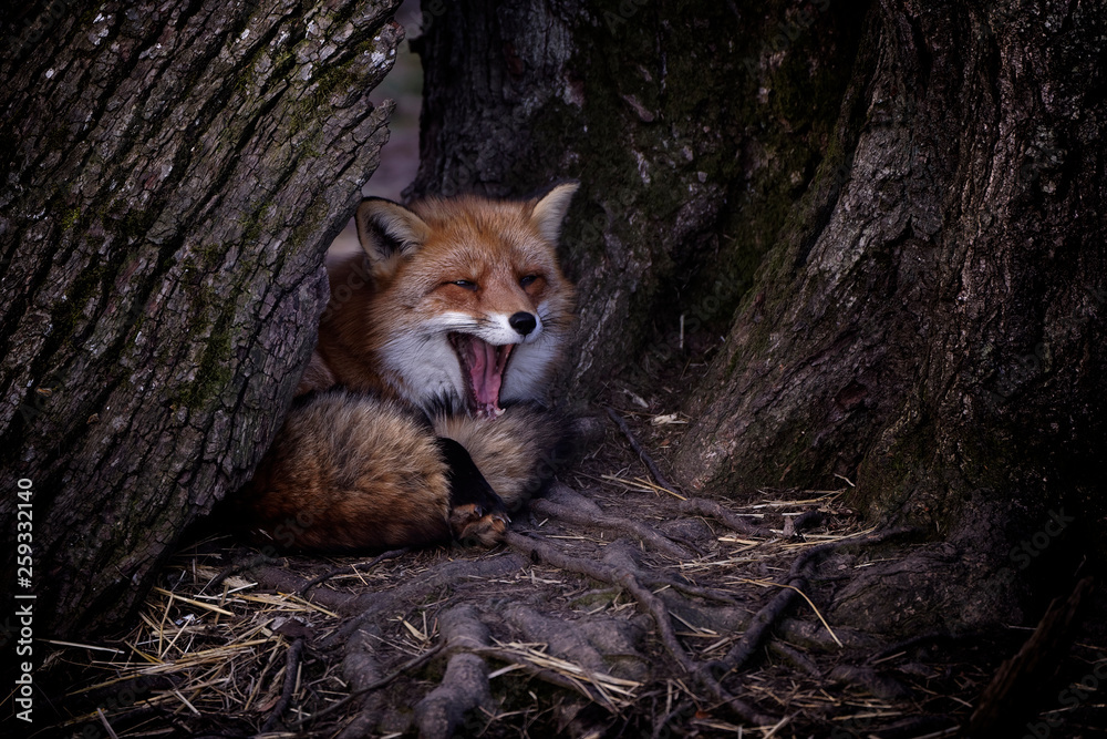 Naklejka premium Renard roux