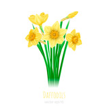 Illustration of five daffodils with leaves on white background