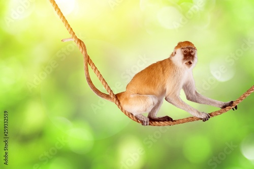 Monkey.