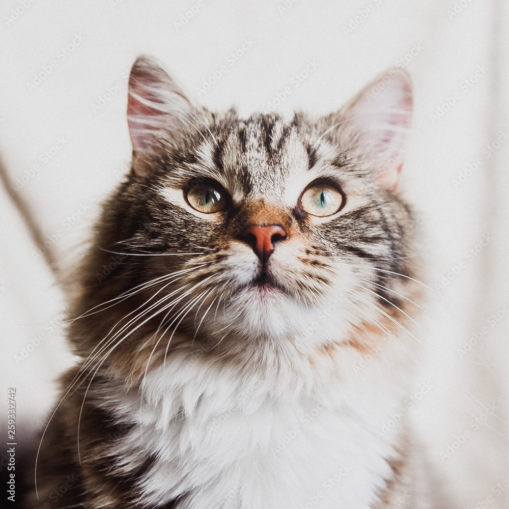 cute brown striped cat looking up close portrait square
