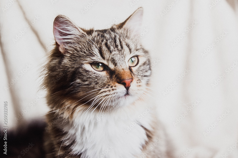 cute brown striped serious cat portrait horizontal cute brown striped serious cat portrait horizontal