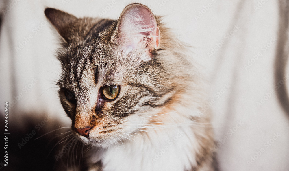 cute brown striped cat decent portrait horizontal
