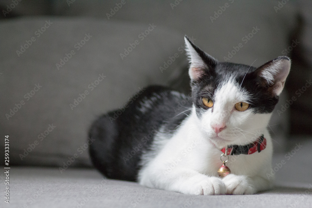 Cat lying on sofa and look at something with copy space Cat lying on sofa and look at something with copy space