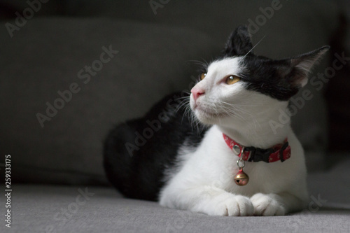 Cat lying on sofa and look out of windows with copy space
