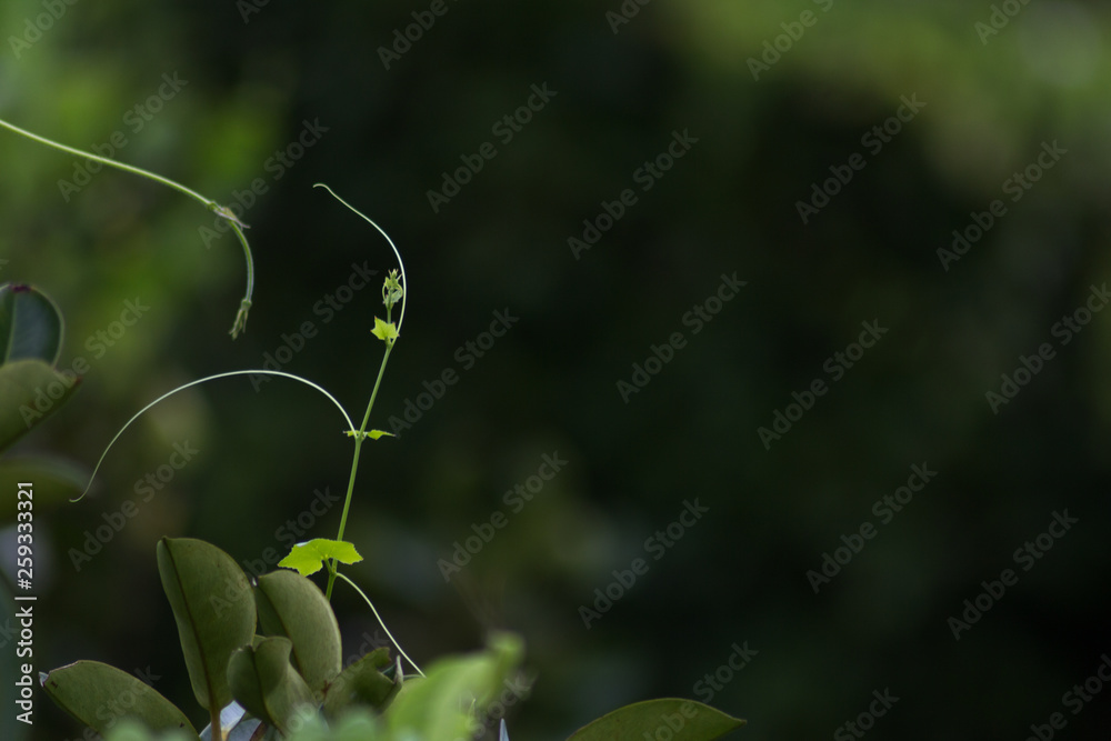 View of nature branch in the morning on blurred nature view in background and copy space View of nature branch in the morning on blurred nature view in background and copy space