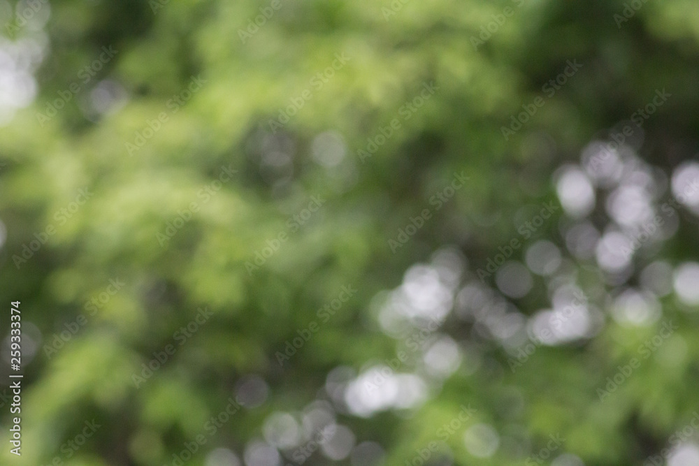 Blurred picture of green nature background bokeh Blurred picture of green nature background bokeh