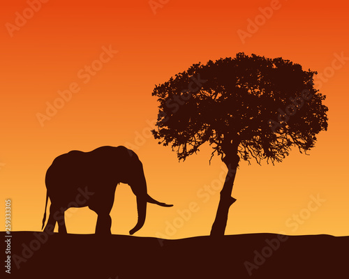 Realistic illustration with silhouette of elephant on safari in Africa. Acacia tree under orange sky with dawn, vector © Forgem