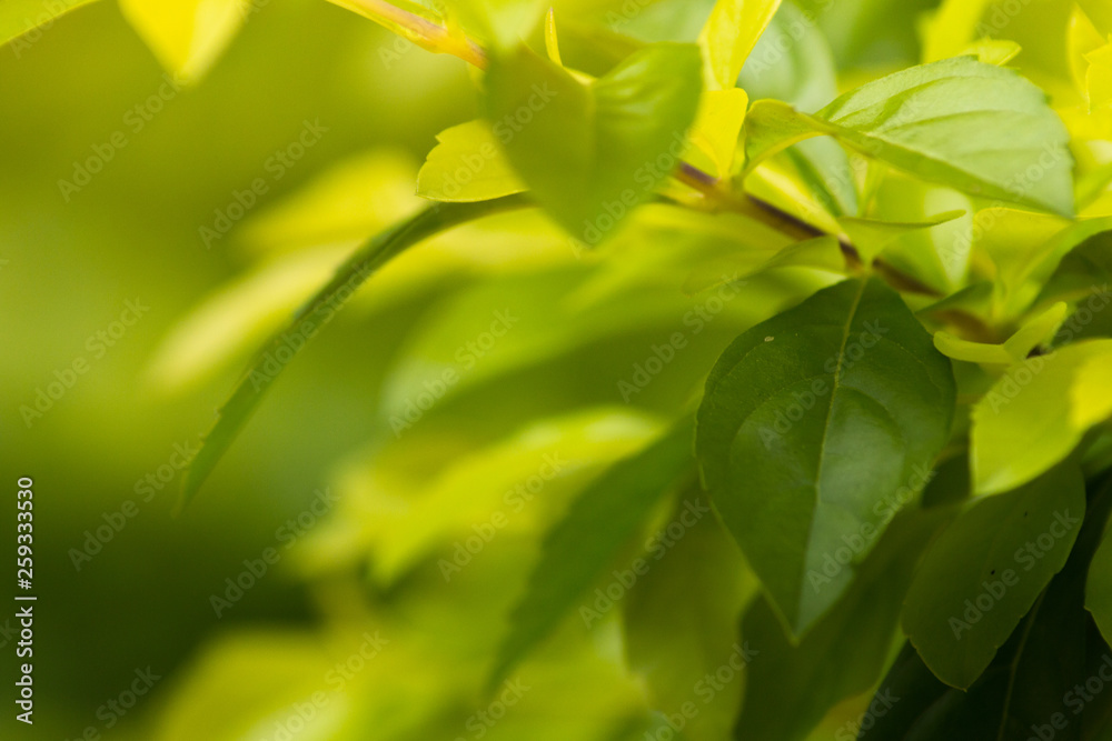 Obraz premium Close up nature view of green leaf on blurred green background with copy space