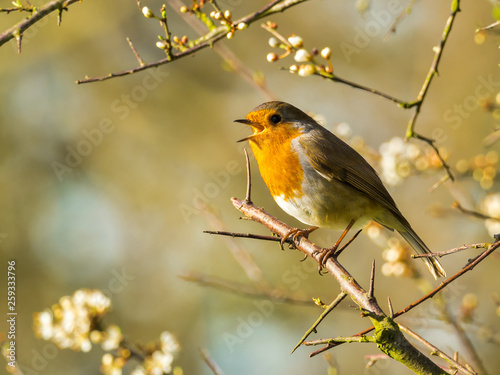 Robin and a Spring Song.  A Robin (Erithacus rubecala) is a familiar garden and woodland bird. This Robin was enjoying a joyous song on a beautiful spring day in Laugharne, Carmarthenshire, Wales. © postywood1