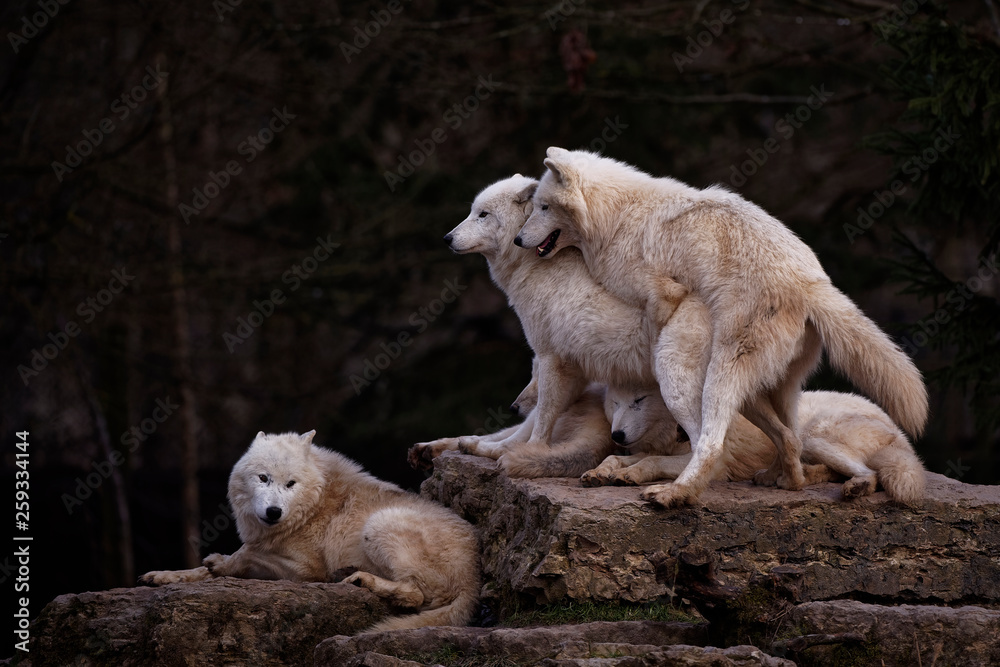 Loups arctiques Loups arctiques