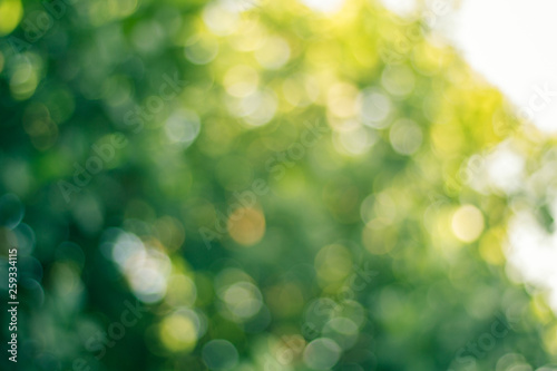 Blurred view of nature  in bokeh style background in the afternoon with colorful highlight