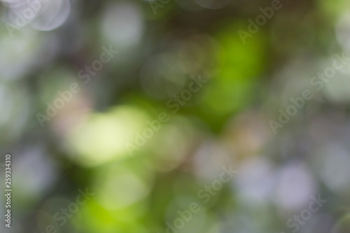 Blurred view of nature in bokeh style in the afternoon of day sky background