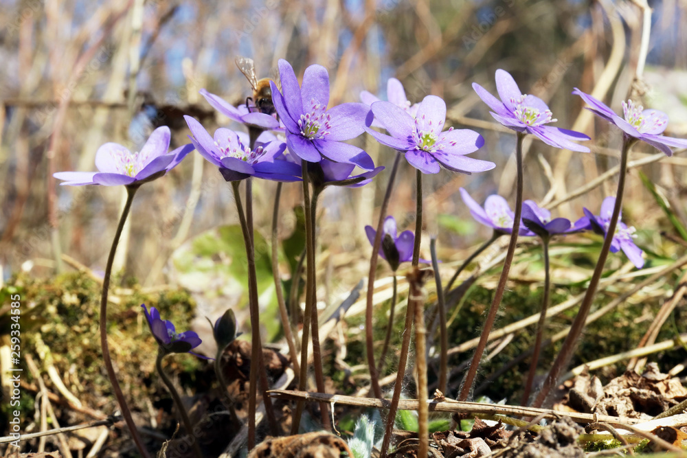 First gentle blue flowers is blossom in forest First gentle blue flowers is blossom in forest
