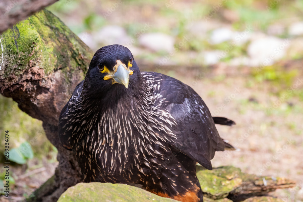 Fototapeta premium Hawk, Bird of prey