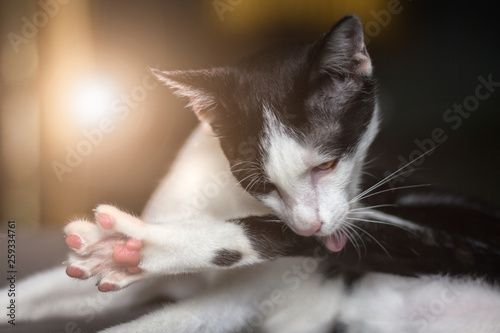 Close up Cute cat licking itself on sofa in home with warming light