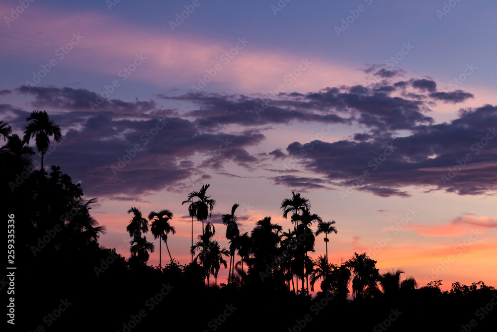 Fototapeta premium Silhouette picture of coconut tree in twilight sky in evening