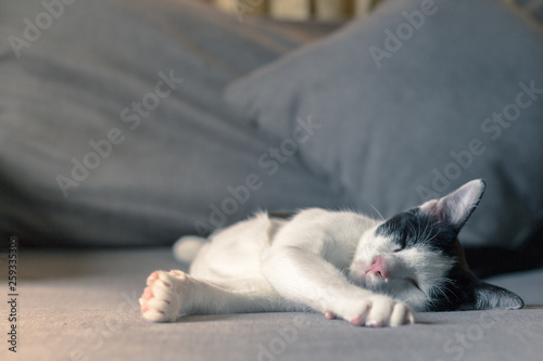 Selective focus on face of cat sleeping on sofa in the noon of the day with natural light and pillow of sofa background