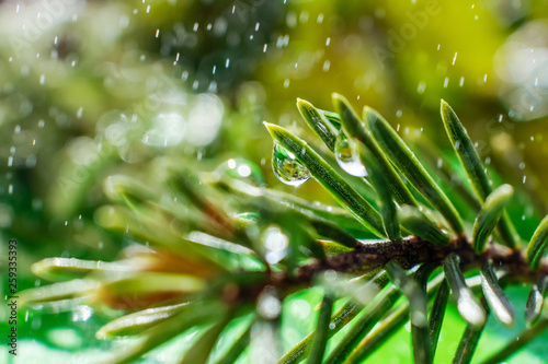 Spruce needles close-up with drops of water on it and small drops around. The effect of dew or rain. Bright spring photograph in green tones, macro.