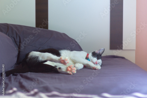 Cat sleeping with happiness mood tone of picture
