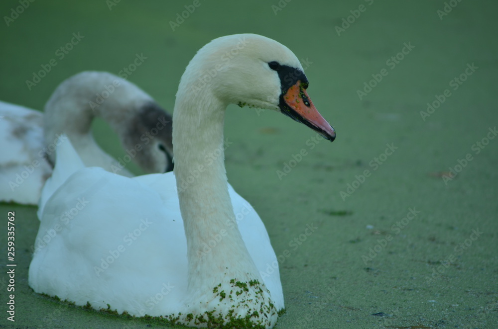 Obraz premium Mute swans in a polluted river
