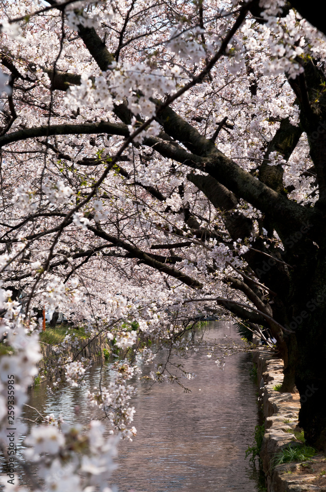 Scientific name is Cerasus ×yedoensis (Matsum.) Masam. & Suzuki ‘Somei-yoshino. Scientific name is Cerasus ×yedoensis (Matsum.) Masam. & Suzuki ‘Somei-yoshino.