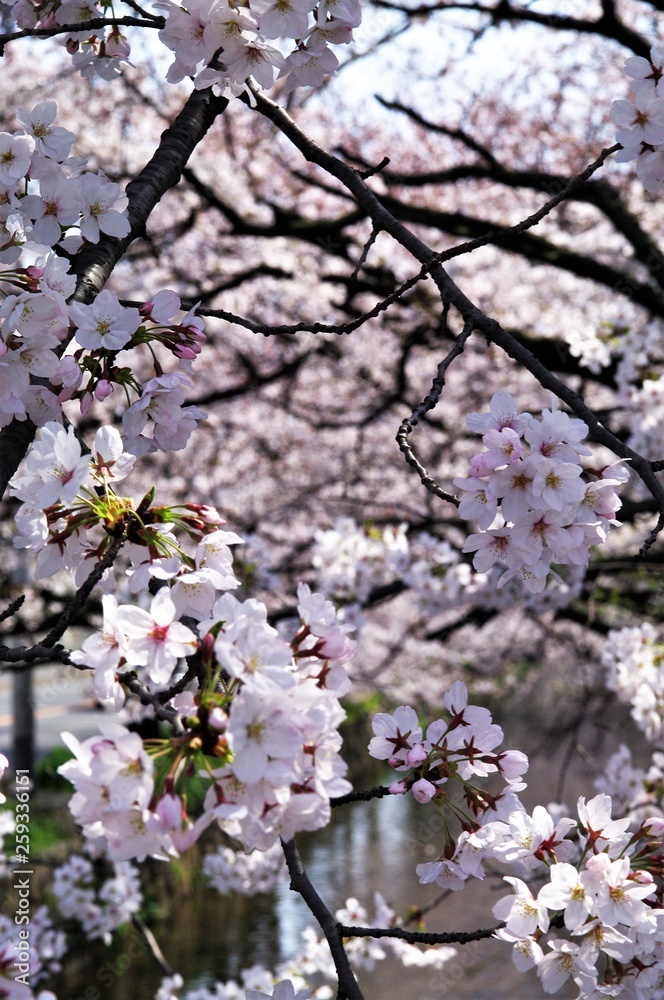 Scientific name is Cerasus ×yedoensis (Matsum.) Masam. & Suzuki ‘Somei-yoshino. Scientific name is Cerasus ×yedoensis (Matsum.) Masam. & Suzuki ‘Somei-yoshino.