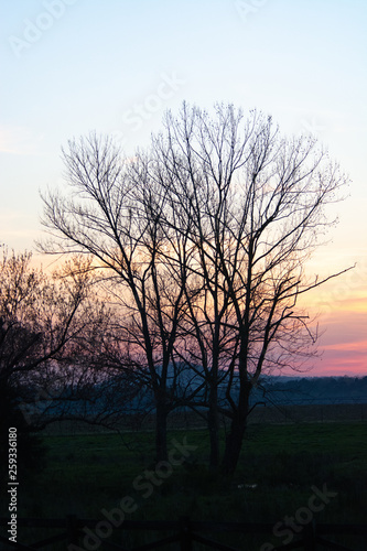tree on edge of pasture during hazy sunset